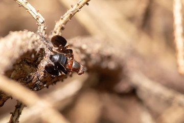 Flying Insect on Tree