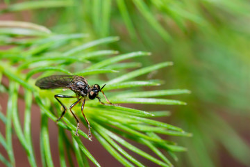 Flying Insect on Leaf