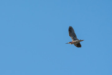 Bird Flying