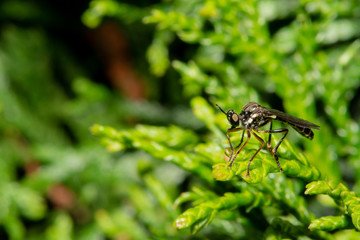 Insect on Leaf