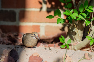 Bird Sitting on Rock