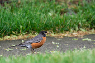 Bird on Sidewalk