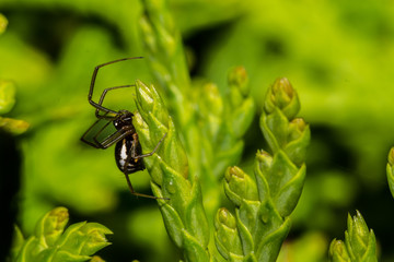 Spider on Leaf