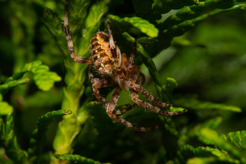 Spider on Leaf