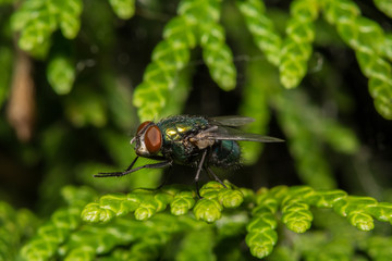 Fly on Leaf