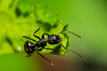 Ant on Leaf