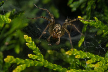 Spider on Web