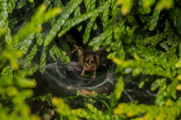 Spider on Web