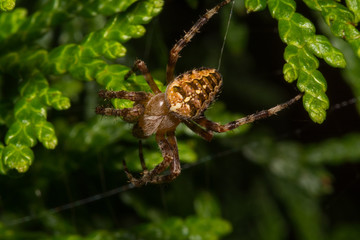 Spider Hanging On Web