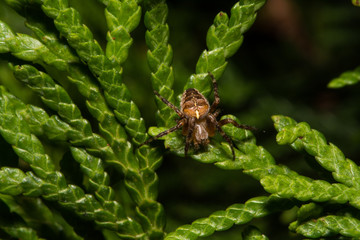 Spider and Bush