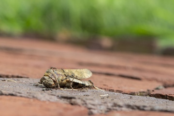 Ants scavenging a dead grasshopper