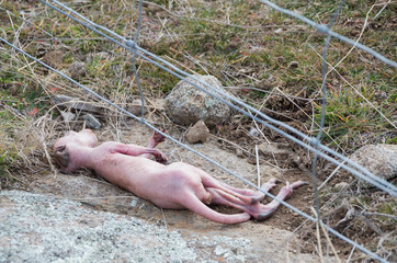Dead baby kangaroo joey after being ejected from the pouch
