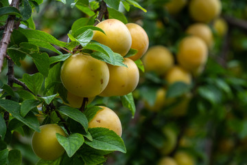 yellow plum tree, fruit garden
