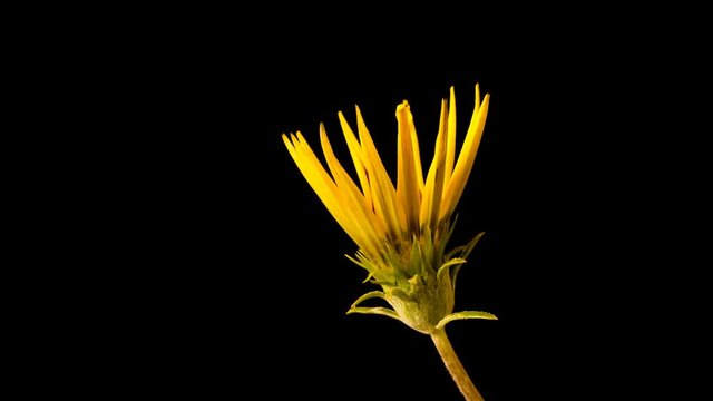 Timelapse Of Opening Yellow Flower on black background