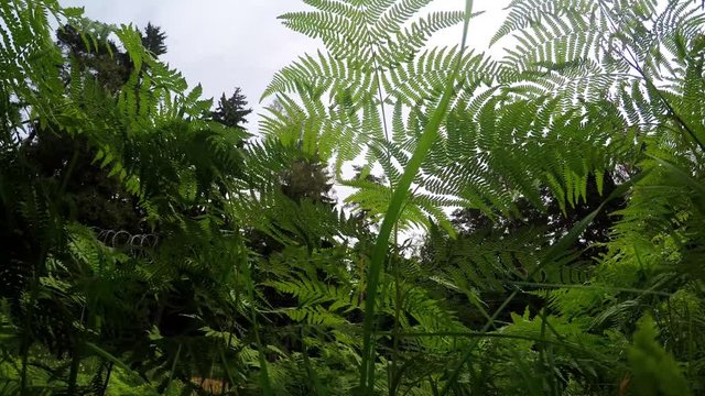 Ferns and a barbed fence in the woods. Time lapse