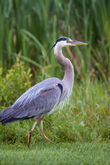 Great Blue Heron 13