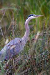 Great Blue Heron 15
