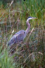 Naklejka premium Great Blue Heron 3