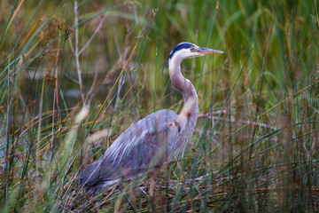 Great Blue Heron 16
