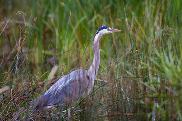 Great Blue Heron 7