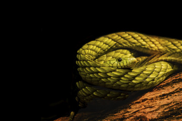 Coiled Green Mamba Isolated on Black