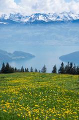 View from mount rigi of lake lucerne, the local flora and surrounding mountain ranges in switzerland.