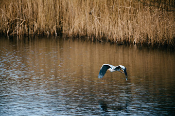 Heron flying in Fingringhoe Wick nature reserve, Essex, United Kingdom