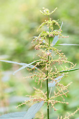 Nettle plant in forest on green blurred backdrop. Selective focus.  Natural background. Plant background.