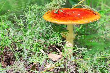 Poisonous mushroom fly agaric grows in forest among grass and dry foliage. Large inedible fungus with red cap.
