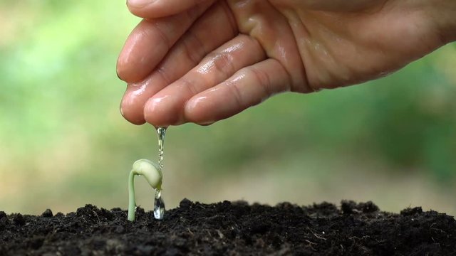 Planting a tree and ECO hologram for save the earth and natural , clean ecology in natural.