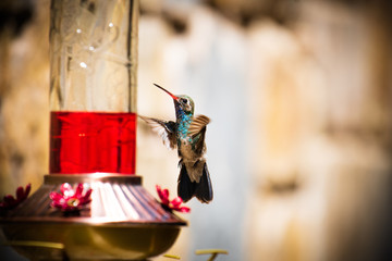 Colorful hummingbird flying  posing to the camera