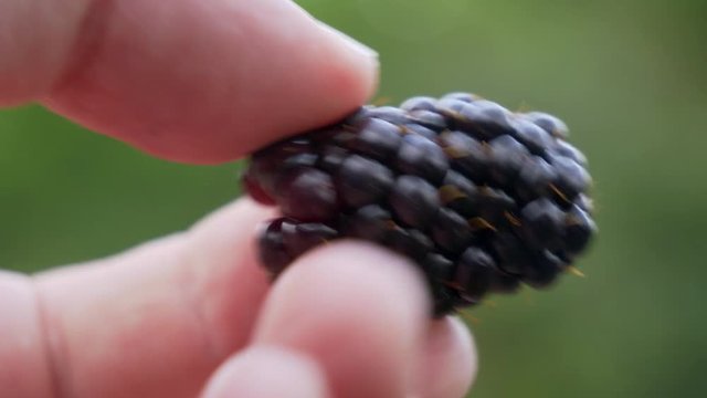 Extreme closeup of a ripe blackberry being studied by a hand, moves out of shot no doubt to be eaten. Summer, countryside