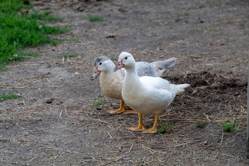 Ducks