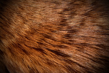 Beautiful wool is a healthy breed of Kurilian Bobtail. Shines in the sunlight. fashionable design background