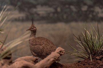 Earth Toned Plumage on a Crested Tinamou in a Field
