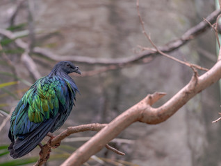 Rainbow of  Bright Metallic Hued Plumage on a Nicobar Pigeon in a Tree