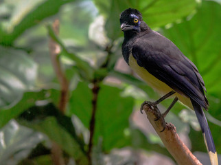 Bright Yellow and Black Plumage on a Single Plush Crested Jay Perched in a Tree