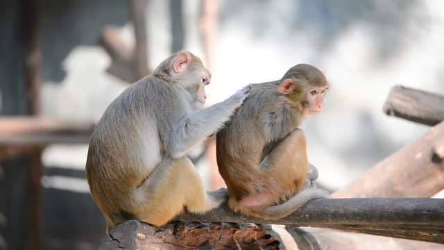 grooming behavior in monkey