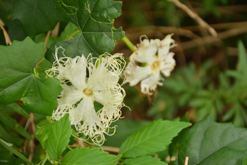 カラスウリ　花
