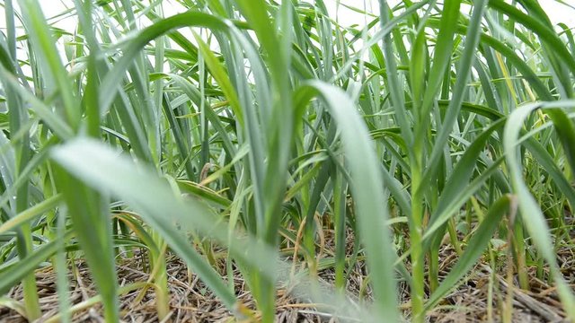 garlic field