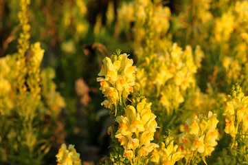 yellow dragon flowers in meadow