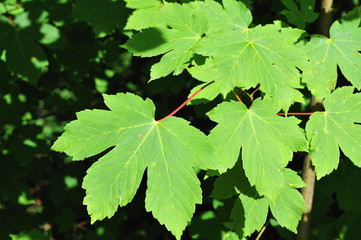 green maple leaves in bright sunshine