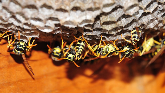 nest of european paper wasps