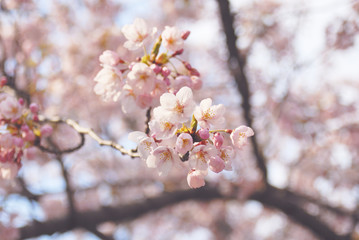 桜　春　素材