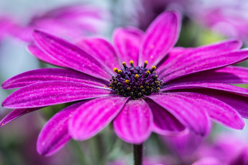 Obraz premium Purple Cone Flower