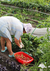 woman picking strawberries