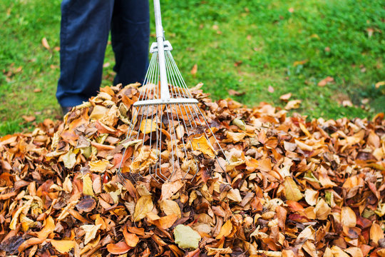 Man cleaning fallen autumn leaves in the yard
