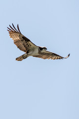 Obraz premium Flaming Gorge Osprey