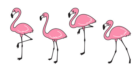 flamingo vector set Cute flamingos collection Flamingo animal exotic nature wild fauna illustration © CNuisin