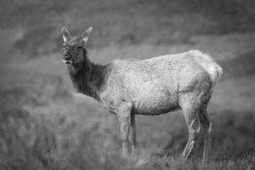 Young Tule Elk (Cervus Canadensis) Relaxing In Fall at Tomales Point, Point Reyes National Seashore © Carl